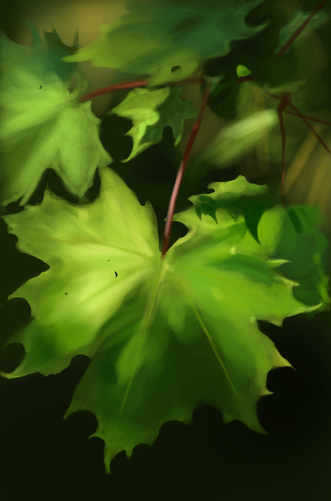 [Image: maple_by_canoda-d4st8n2.jpg]