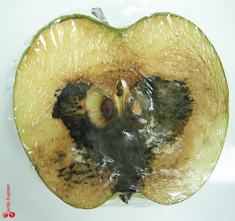Image result for image of a rotten apple