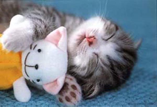 Kitty with doll
