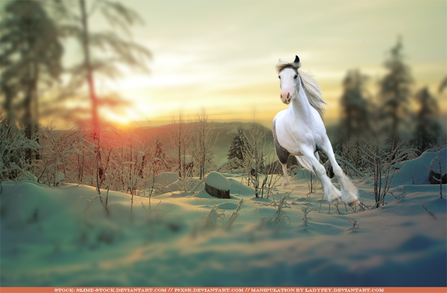 [Image: winter_snow_by_ladyfey-d5g626q.png]