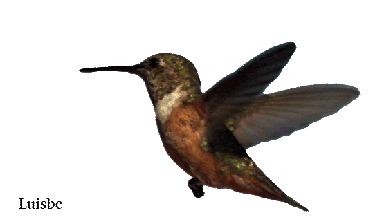 hummingbird_by_luisbc-d5t66w7.gif