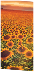 sunflower_vert_by_bear_t-d81bn3d