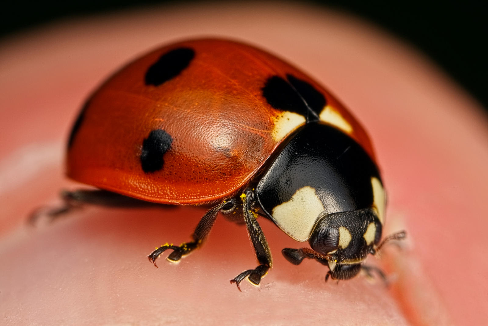 My_Pet_Ladybug_by_dalantech.jpg