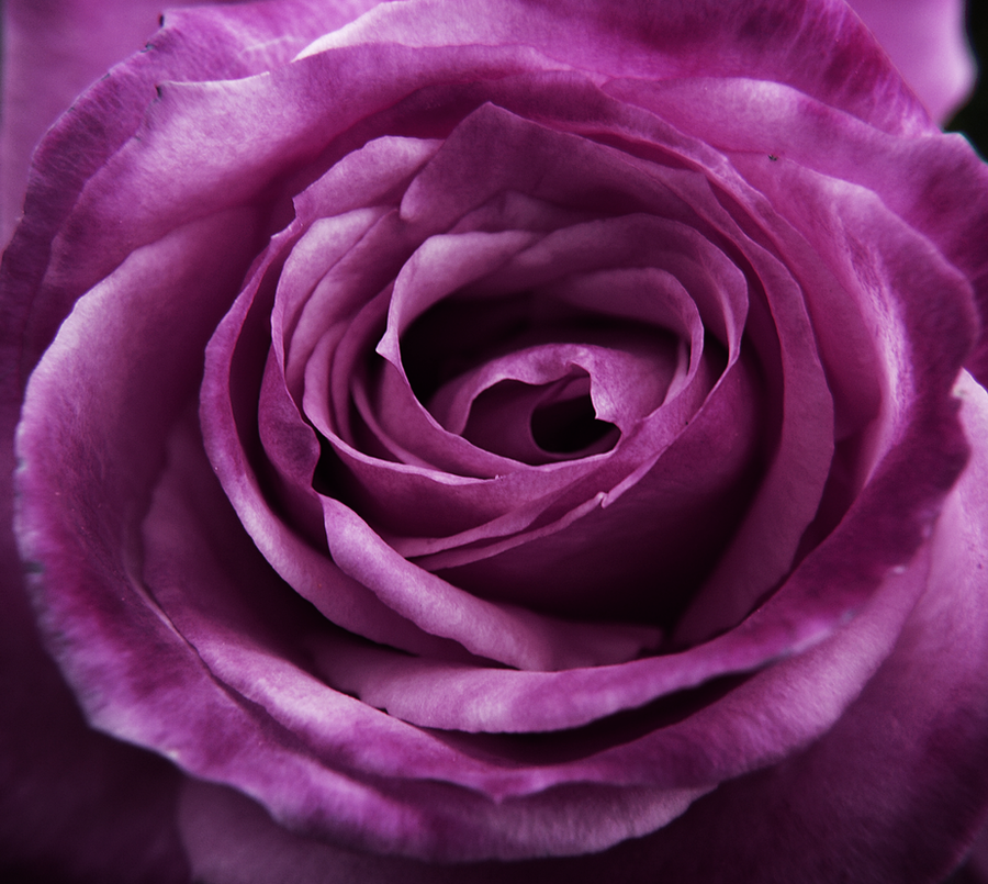 Purple rose by somethingunuasul on DeviantArt