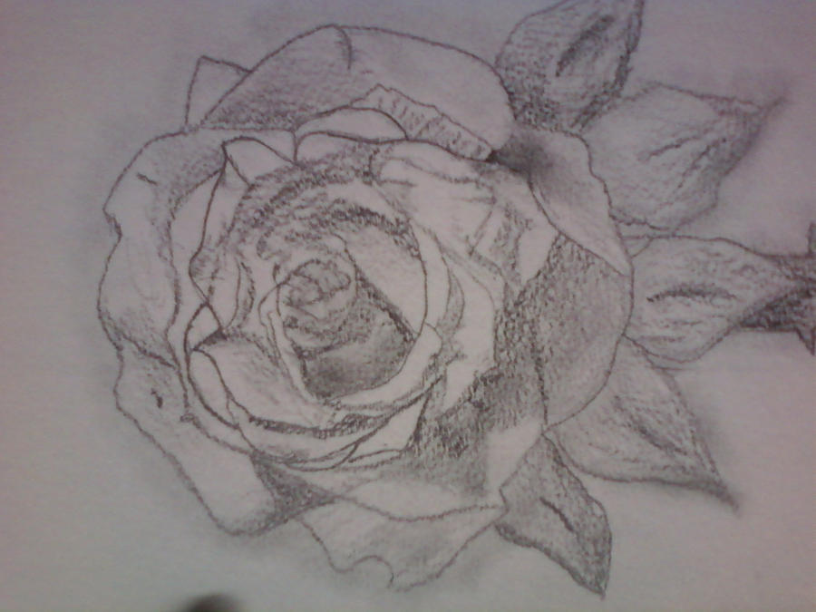 rose drawings in pencil. Pencil Drawing- Rose by