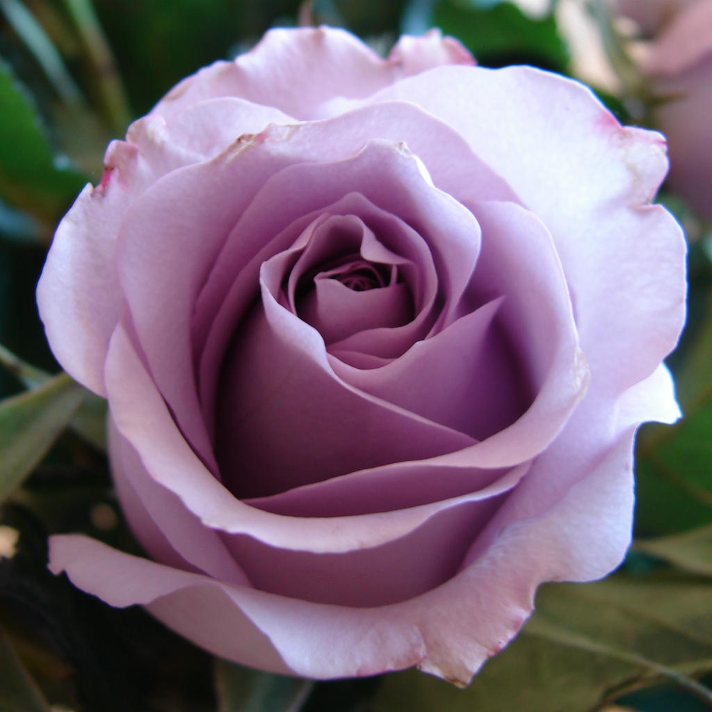 Purple Rose for Tehkella by FantasyStock on DeviantArt