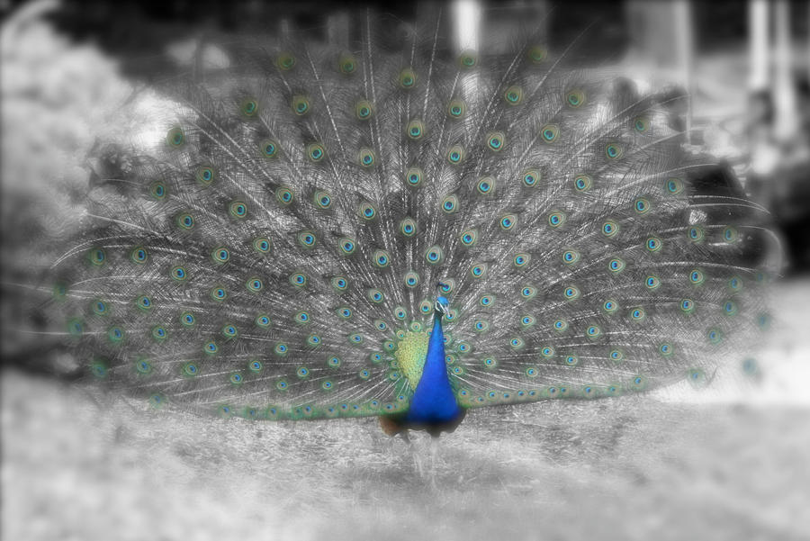 Peacock Color Splash by strryeyedreamr27 on deviantART