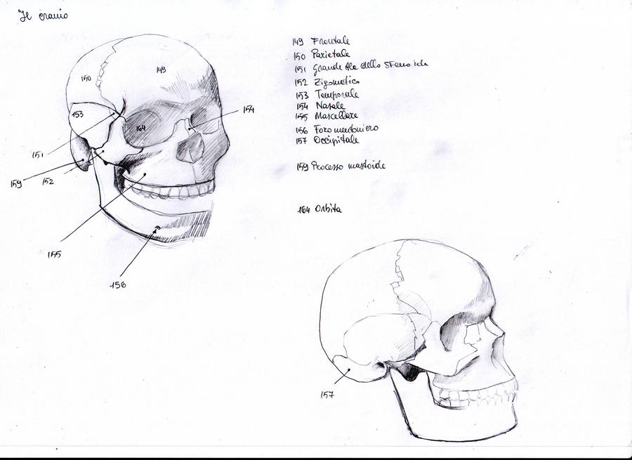 [Image: anatomy_study_7_by_charliefleed-d30od1o.jpg]