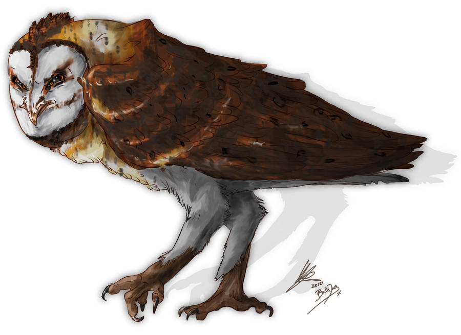 kludd owl