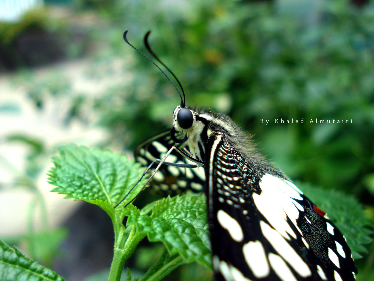 butterfly_by_painkiller82-d32fvin.jpg