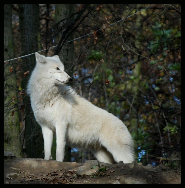 wolf__white_guardian_by_morho-d33fp46.jpg