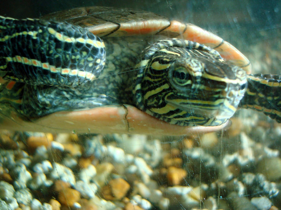 Fish Turtle Chicago wallpaper 