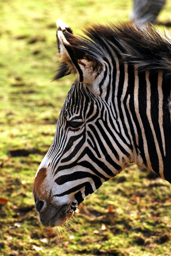 Grevys Zebra Profile by ShadowandFlame86 on deviantART