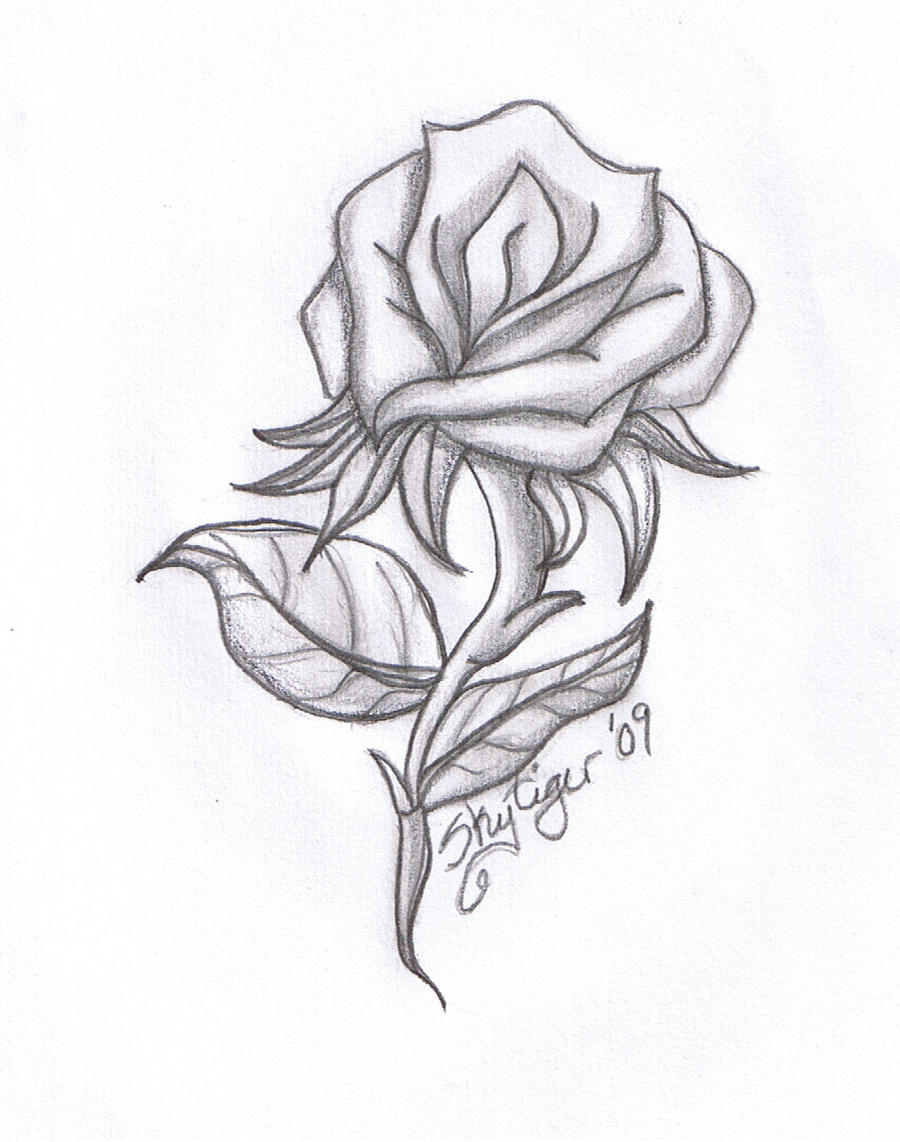 Rose pencil drawing by Skytiger on DeviantArt