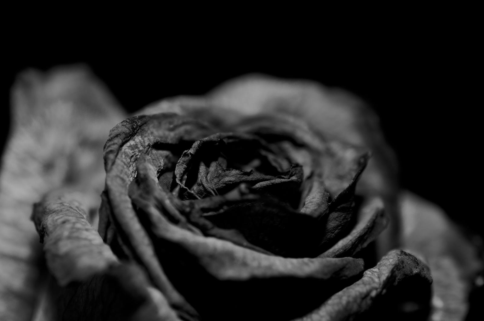 Black Roses Wallpaper Tumblr