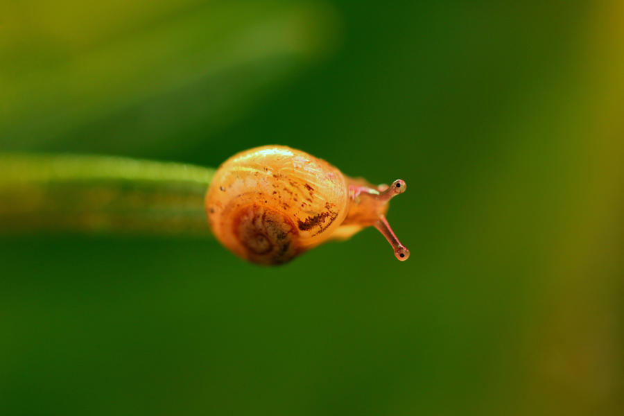 [Image: little_snail_by_dragonflyandromeda-d4zbh75.jpg]