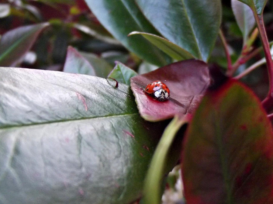 ladybird by lady elear d518z0u