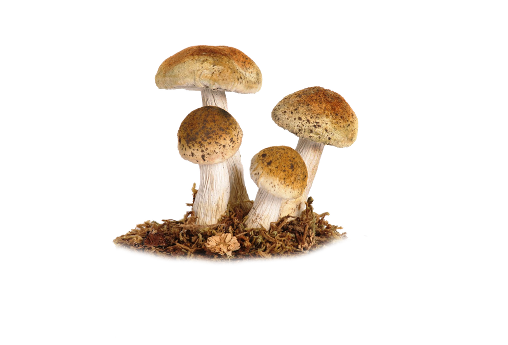 mushroom_png_5_by_moonglowlilly-d67pdbx.png
