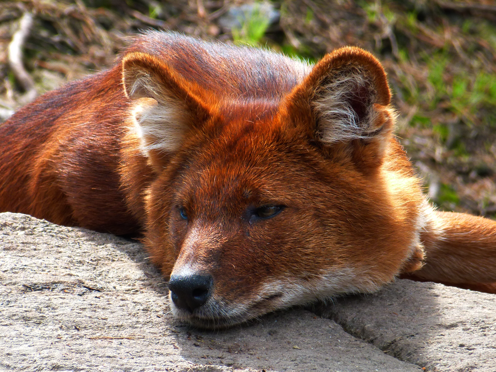 dhole17_by_themysticwolf-d6byajq.png