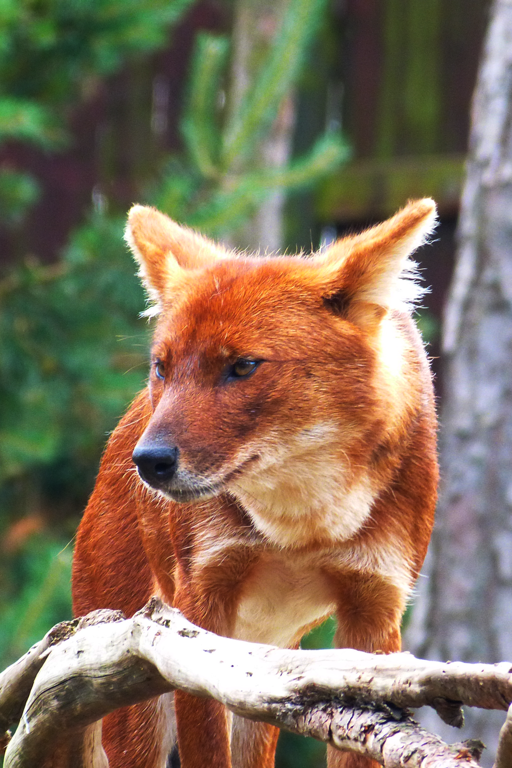 dhole13_by_themysticwolf-d6by6g8.png