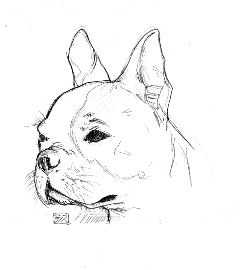 How To Draw A French Bulldog Video