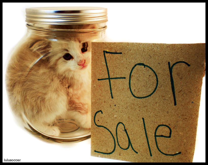 http://fc01.deviantart.net/fs47/f/2009/164/4/3/Kitten_For_Sale_by_lulusoccer.jpg