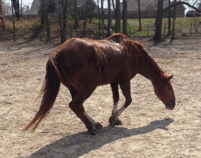 horse_roll_gif__by_moonwalkinghorse-d5yd