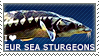 I love European Sea Sturgeons by WishmasterAlchemist