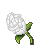 WC-White Rose