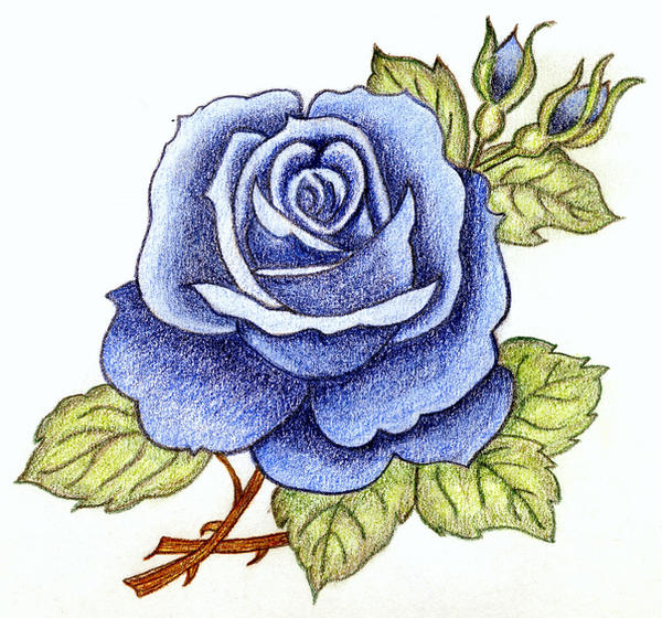 melancholy blue rosesweetmarly on deviantart