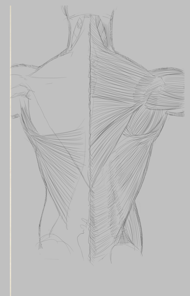 [Image: back_muscles_by_75ilver-d53xk01.png]