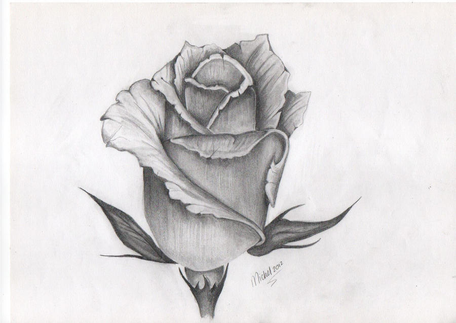 Rose drawing in graphite by michelkaptijn on DeviantArt