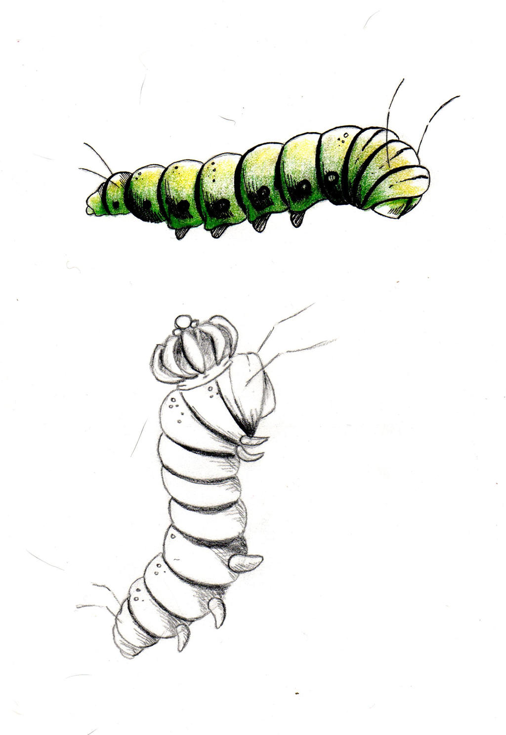 Caterpillar Sketch by PinkBunnie on DeviantArt