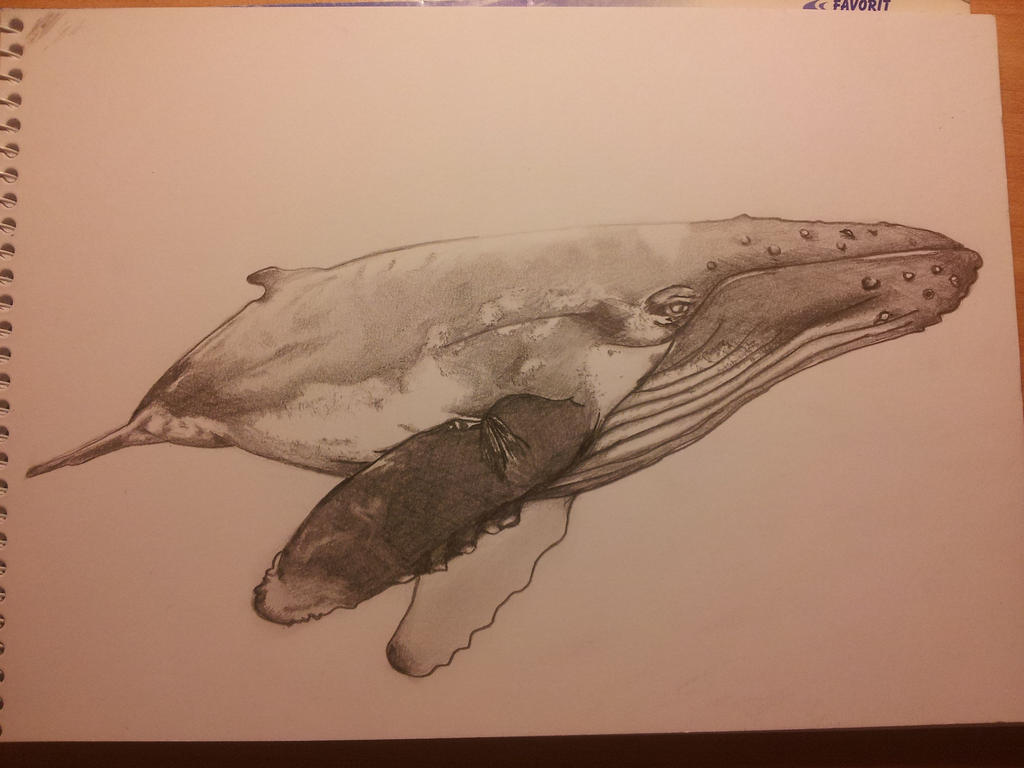 Humpback whale drawing by Trininyanyus on DeviantArt