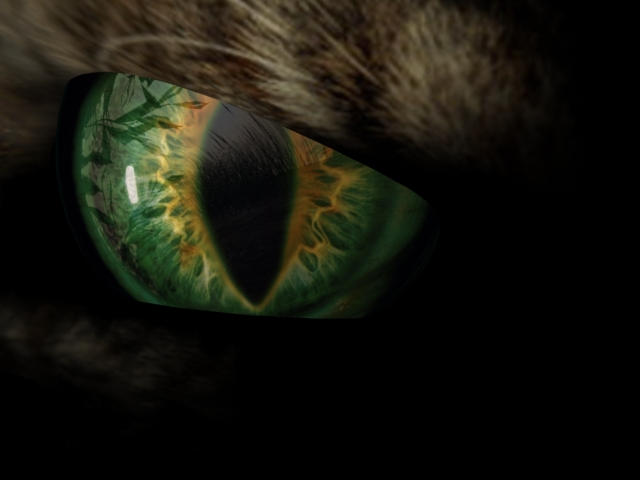Wildcat Eye by edgen on DeviantArt